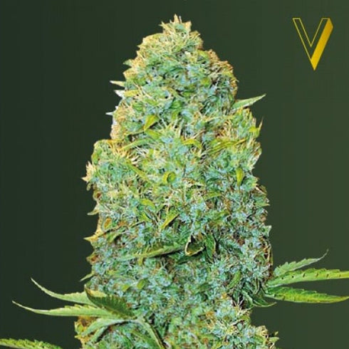 Victory Seeds - Amnesia Haze